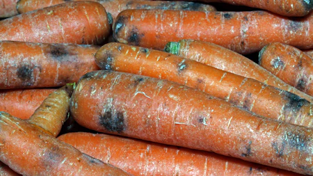 Gefahr durch Schimmel an Möhren – einfach abschneiden oder wegwerfen?