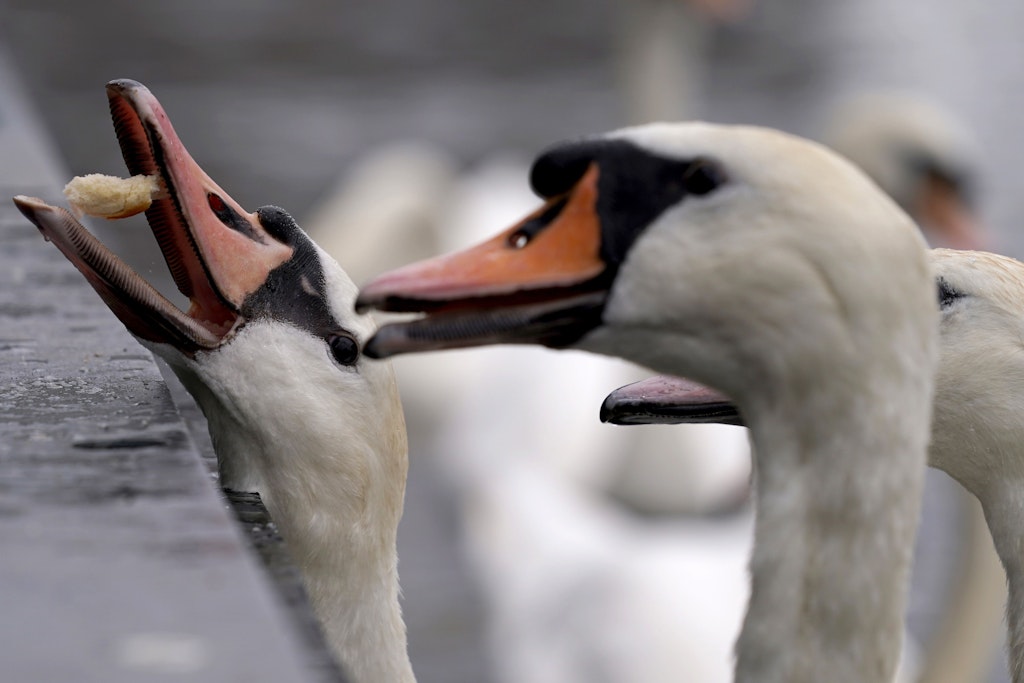 Auch Berliner Schwäne sind vor der Vogelgrippe nicht sicher. 