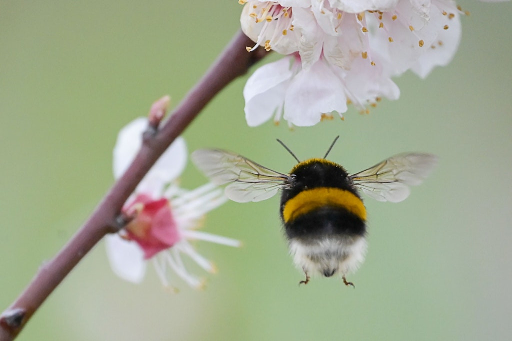 Eine Hummel im Endanflug auf eine Obstblüte. (Symbolbild)