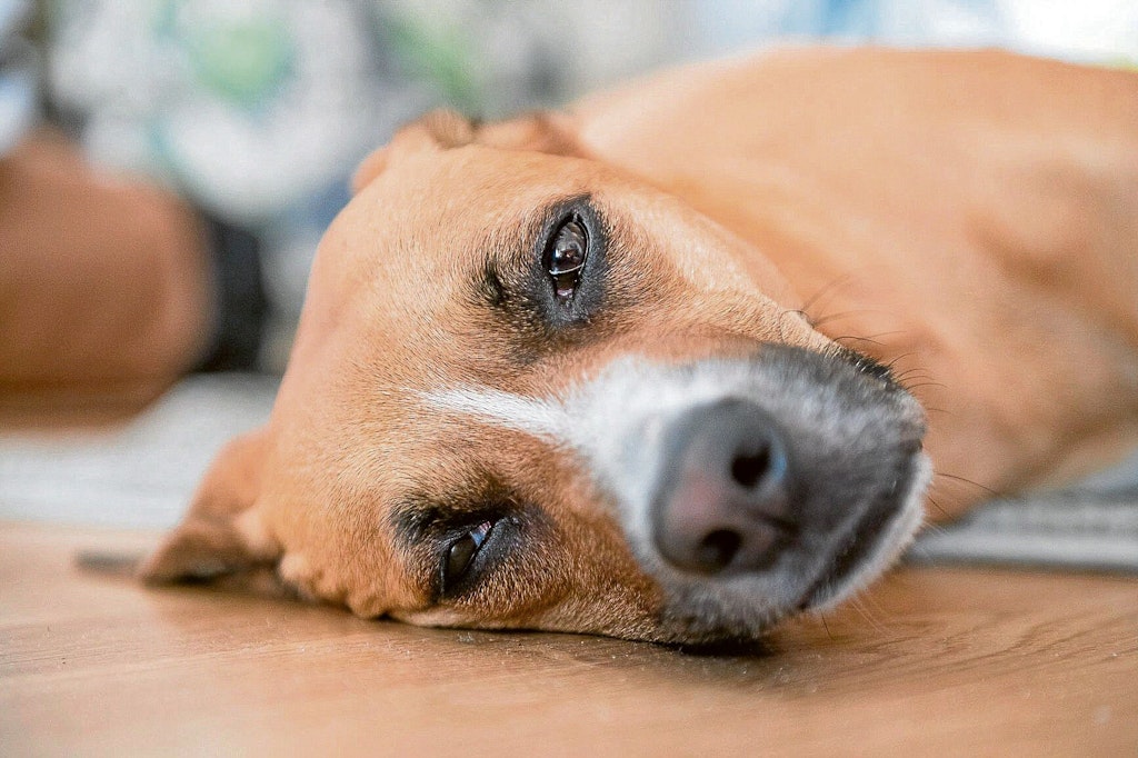 Wenn der Hund matt daniederliegt, kann das ein Symptom der lebensgefährlichen Hunde-Malaria sein.
