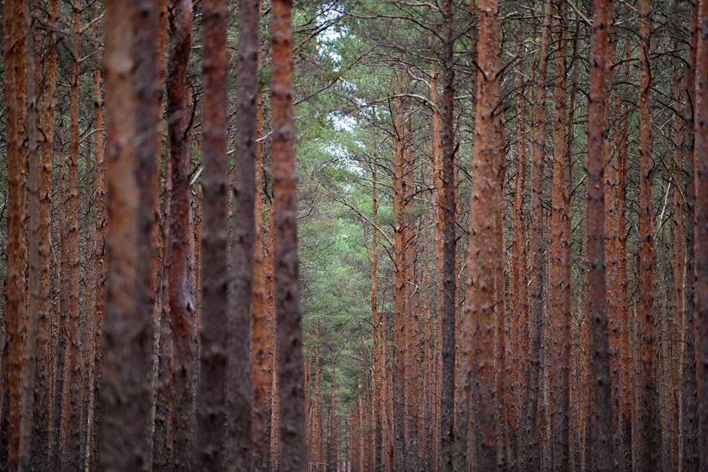 Wald gehört zu Deutschland, doch er bleibt ein Sorgenkind.