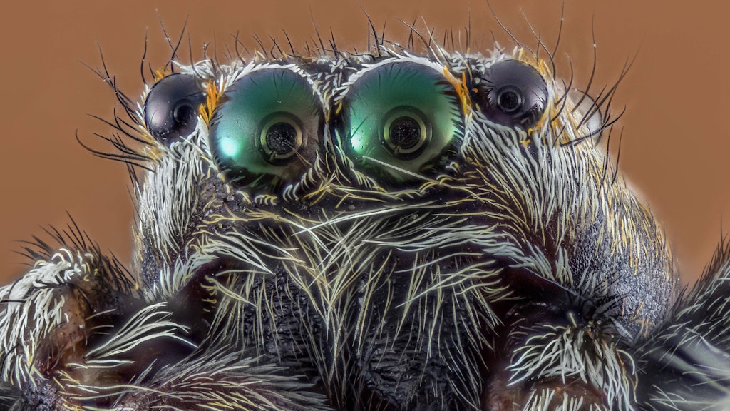 Die Augen der Springspinne sehen nicht nur niedlich aus, sondern sind auch sehr nützlich.