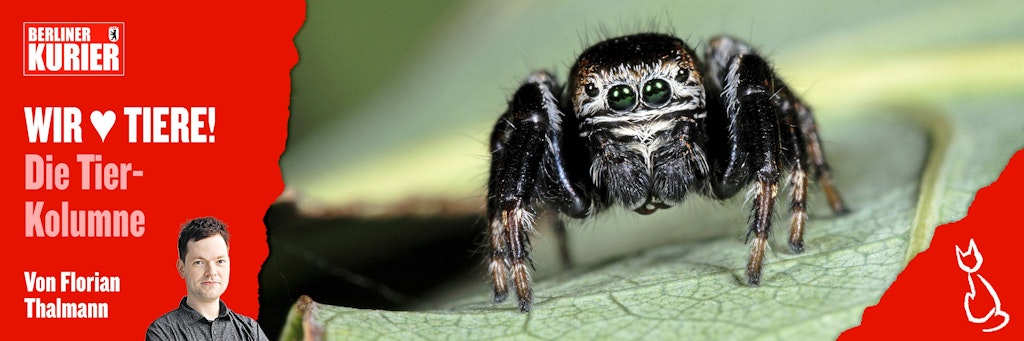 Springspinnen sind niedlich - und verzücken mit ihrem süßen Blick sogar Spinnen-Gegner.