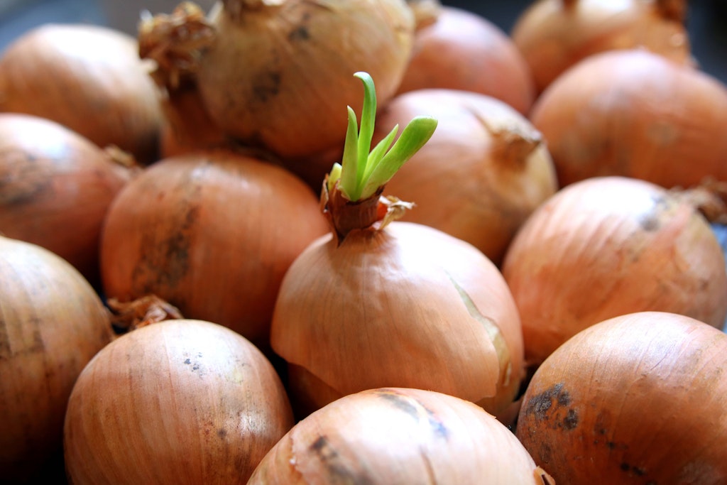 Zwiebeln keimen schnell - genau wie Knoblauch. Müssen die Knollen deshalb weggeworfen werden?