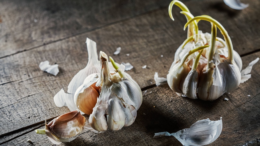 auch aus Knoblauch sprießen schnell die Keimlinge. Aber das ist noch lange kein Grund, die würzigen Knollen wegzuwerfen.