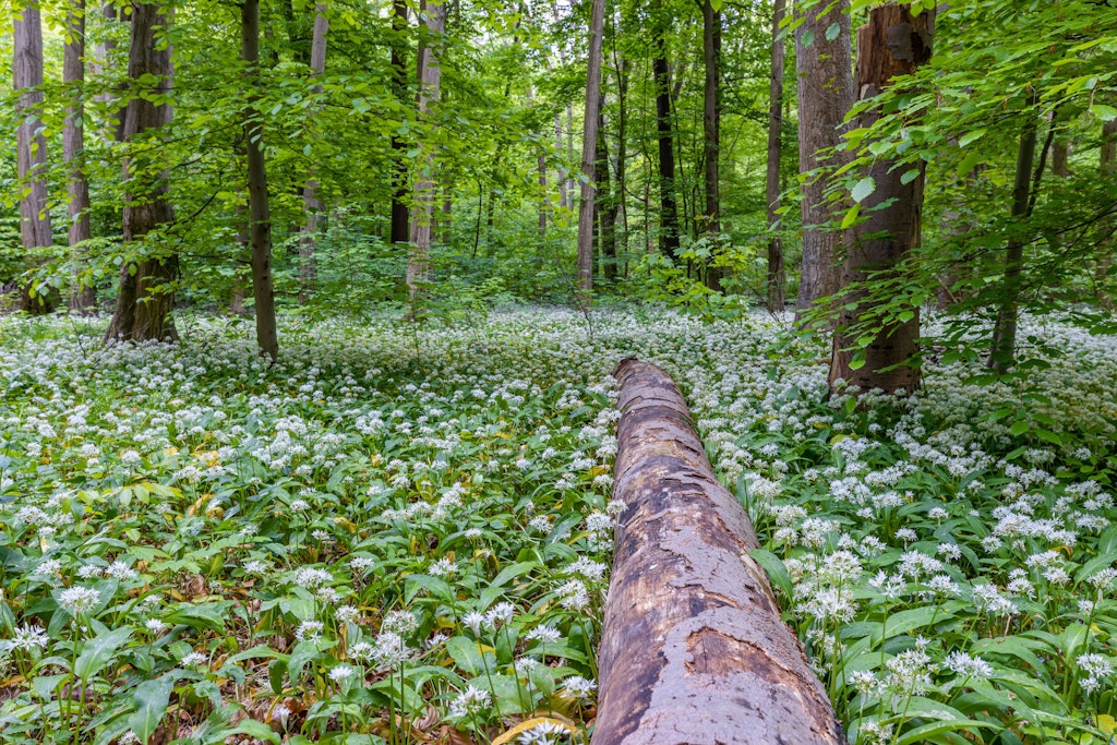 Ein Waldstück im Harz bei Blankenburg.