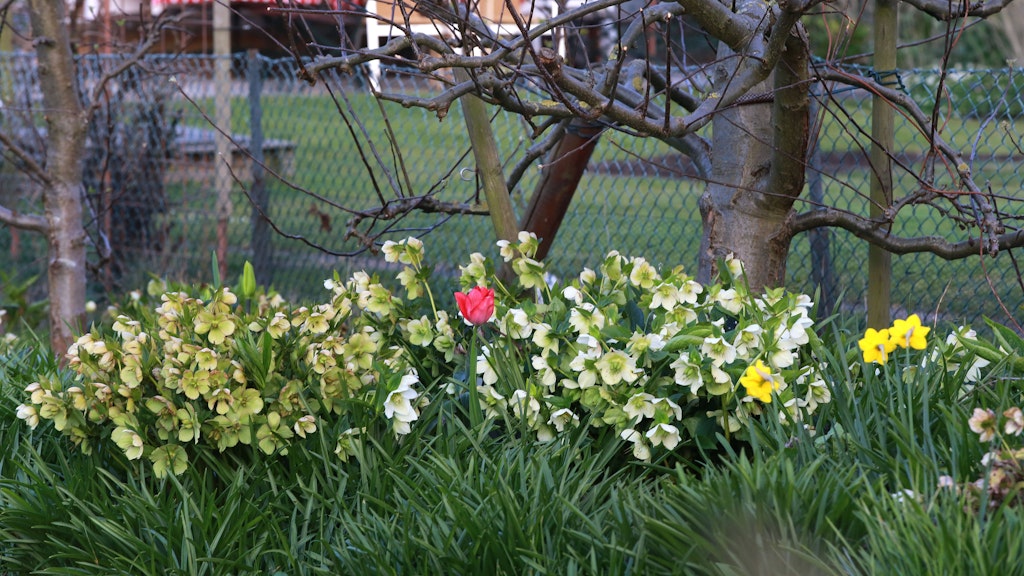 Christrosen (Helleborus niger) werden sich zu kräftigeren, gesunden Pflanzen, wenn sie in kalkreiche Erde gepflanzt werden.