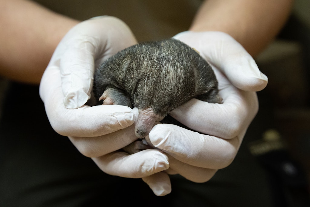 Noch ist der Nachwuchs der Kurzschnabeligel des Tierparks nicht sehr stachlig und passt in zwei Hände.