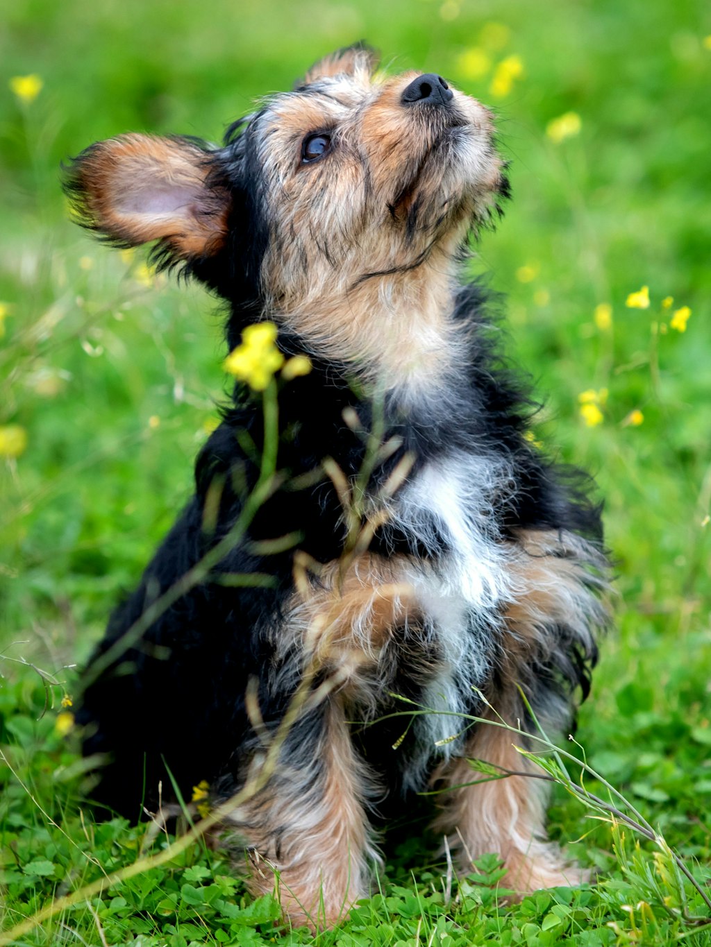 So einen Yorkshire Terrier hat die Elfjährige einem Fremden verkauft.