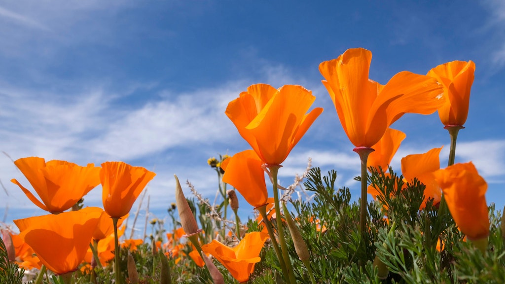Mohnblumen gibt es in unterschiedlichen Farben. Sie sollten jetzt gesät werden.