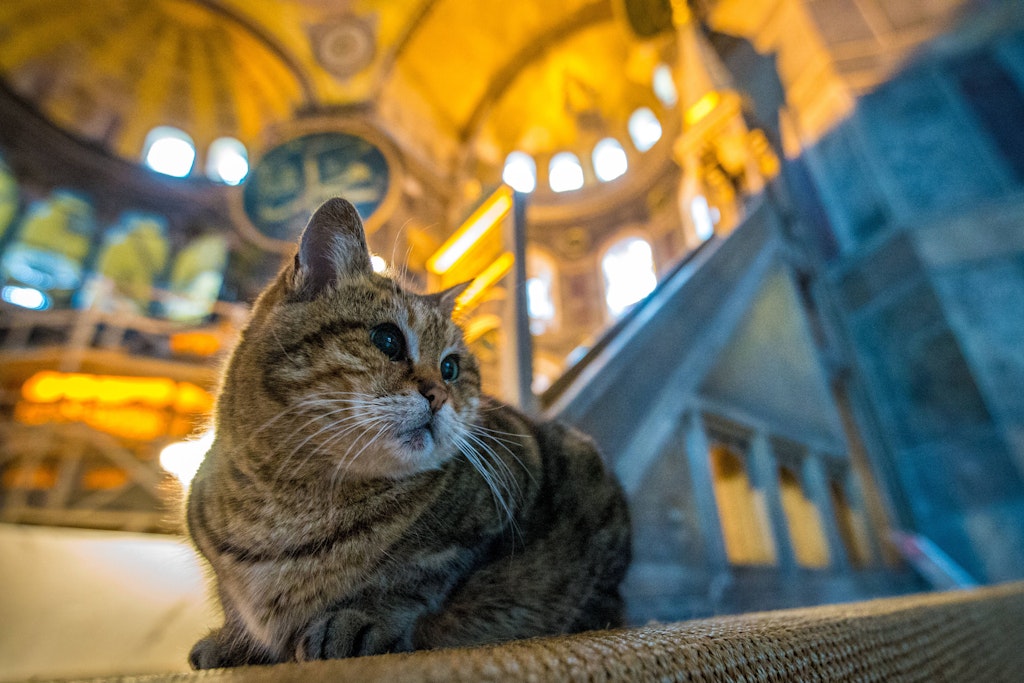 Die Katze sprang beim Gebet auf den Imam (Symbolbild)