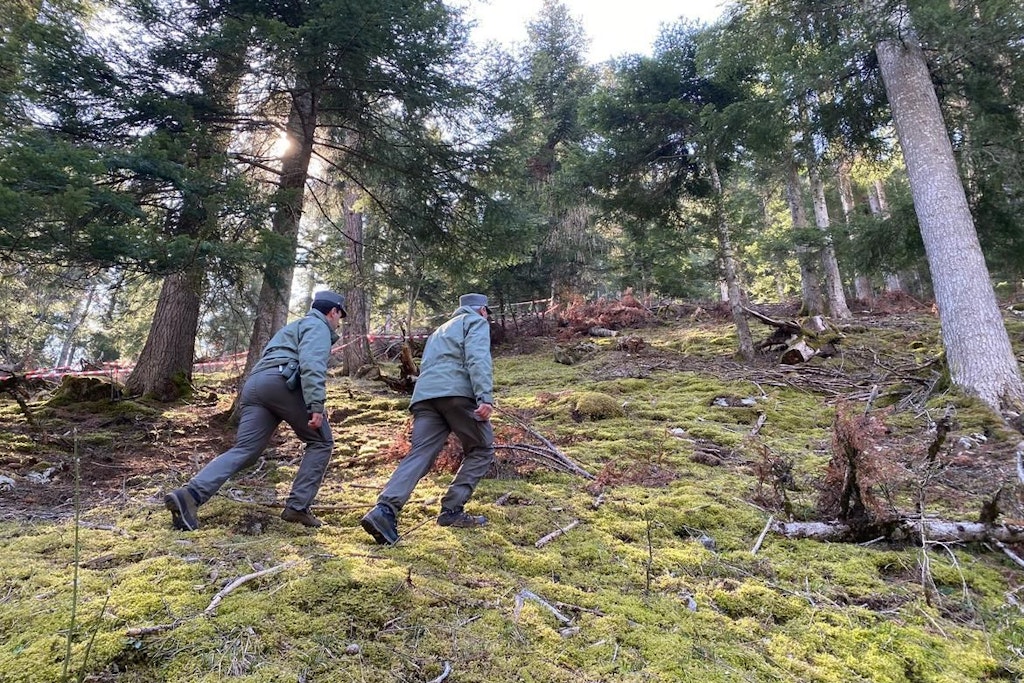Polizeibeamte gehen durch den Wald vor einem mit Flatterband abgesperrten Bereich. In Norditalien ist ein Jogger möglicherweise von einem Bären angegriffen und getötet worden.