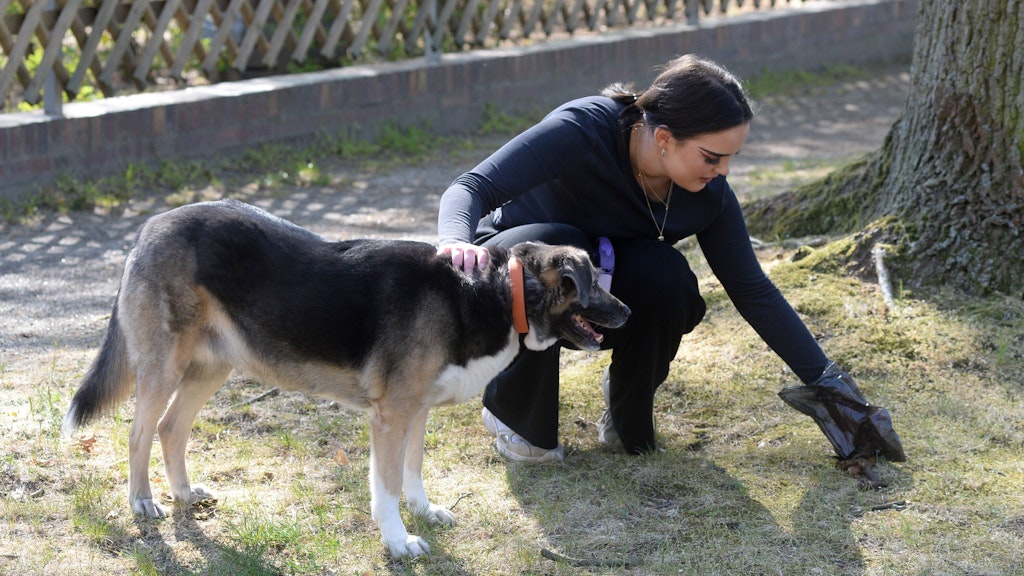 Hundekot nicht ordentlich entsorgen kann teuer werden. Auf Nachfrage müssen Hundehalter auch Tüten oder Boxen vorzeigen. 