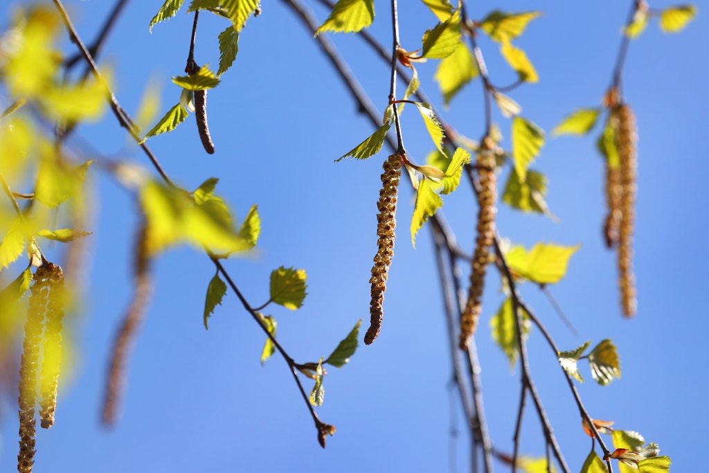 Birkenpollen hängen an einer Birke bei blauem Himmel und Sonnenschein. Allergiker dürften vergleichsweise gut durch die bisherige Pollensaison gekommen sein. 