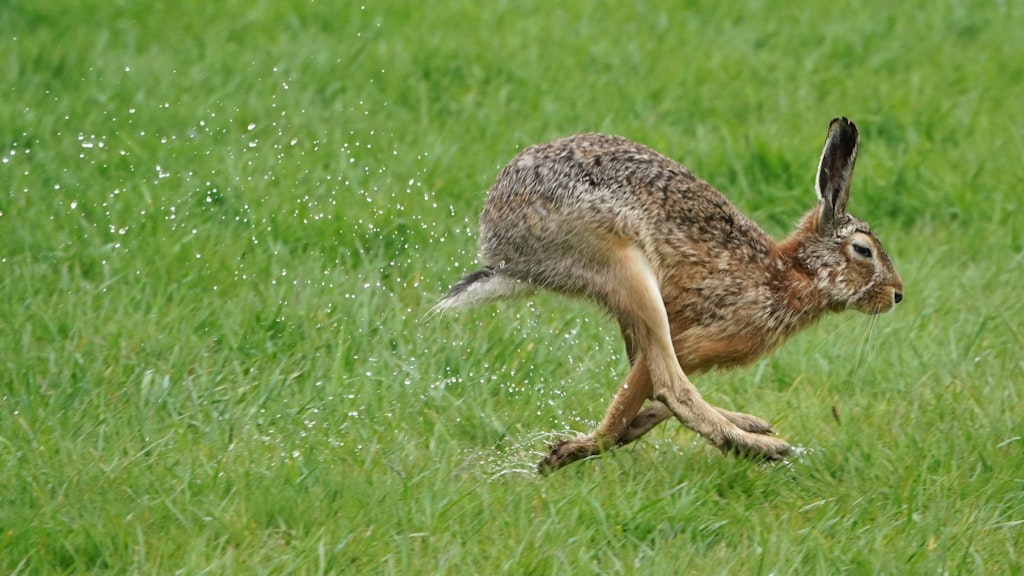 Feldhasen haben deutlich längere Ohren als Wildkaninchen. 