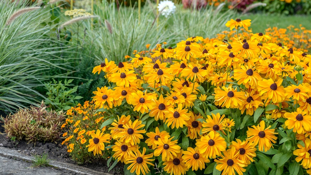Rauer Sonnenhut als Schnittblume im Garten ist ein richtiger Hingucker.