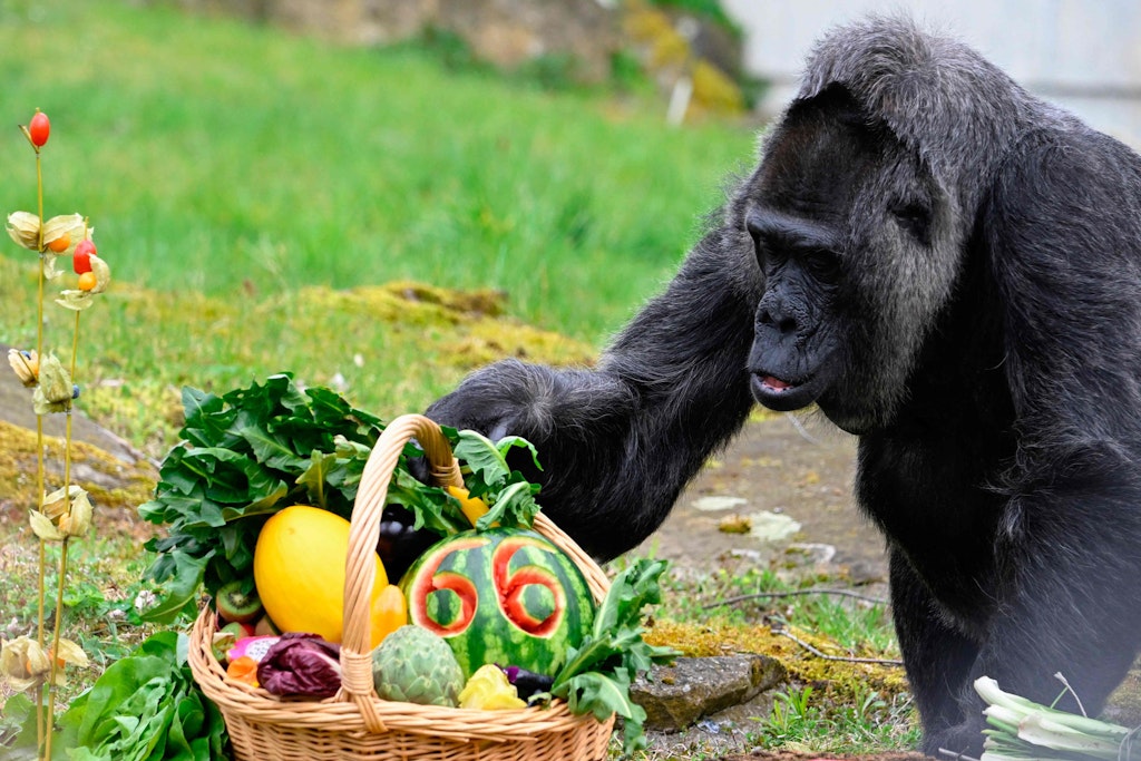 Gorilla-Dame Fatou feiert im Berliner Zoo ihren 66. Geburtstag. Im Korb sind neben Früchten auch essbare Blumenblüten aus dem KaDeWe.