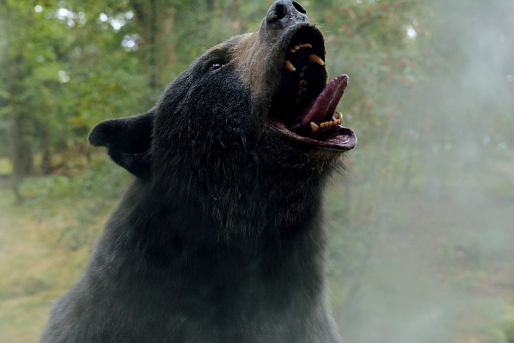 Im Film „Cocaine Bear“ verwandelt sich ein Bär in eine Killer-Maschine. Hat sich das wirklich zugetragen?