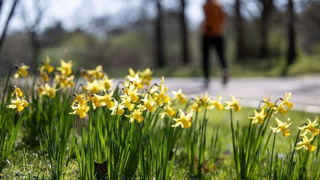 Viele hoffen auf den Frühling, doch es könnte auch noch einmal kalt werden. Das Wetter wird zum echten Krimi.