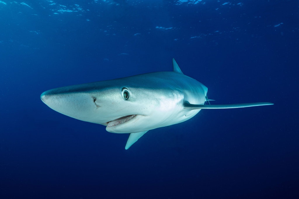 Ein Blauhai schwimmt im tiefen Meerwasser. Auf Mallorca wurden Tiere schon oft in Strandnähe gesichtet.