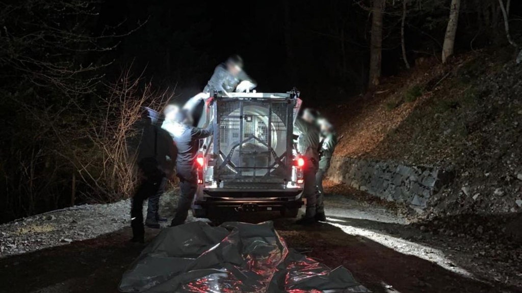 Mitarbeiter des Trentiner Forstkorps bereiten den Transport der Bärin JJ4, die mit Hilfe einer großen Rohrfalle gefasst wurde, in ein Wildreservat vor. 