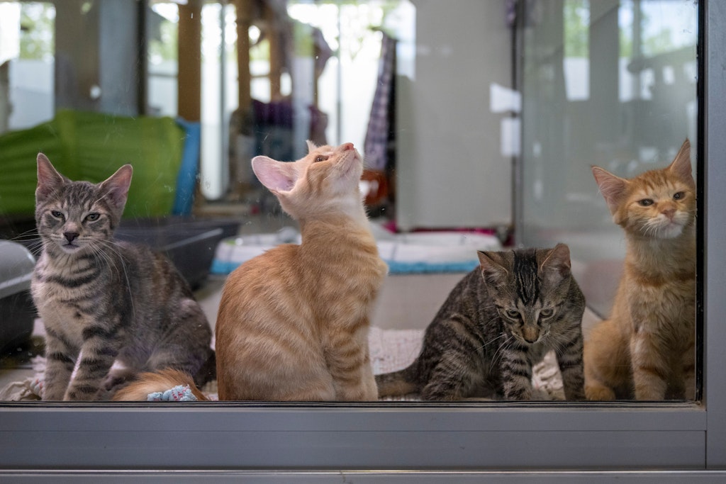 Vier junge Katzen sitzen im Mutter- und Kinderkatzenhaus im Berliner Tierheim. Bevor Katzen mit Artgenossen zusammenleben dürfen, müssen sie im Tierheim in Quarantäne. 