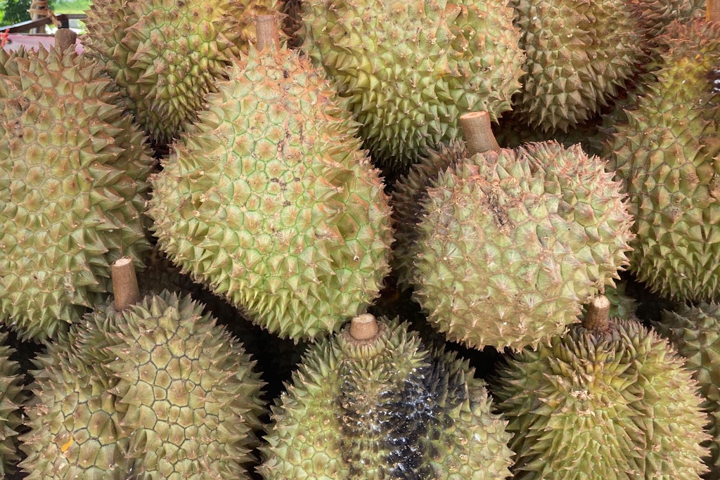 Die Durian gilt als Königin unter den Früchten. Aber in Asien hat sie vielerorts Hausverbot – denn sie riecht wie ein Mix aus Klohäuschen und Sportsocke.