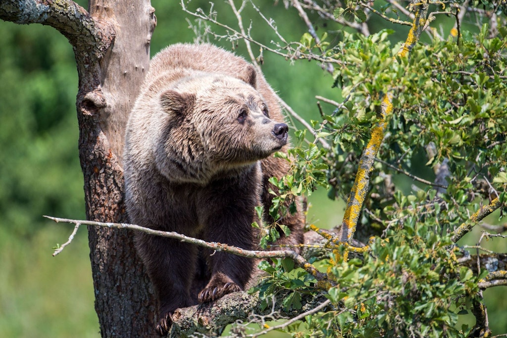 Ein Braunbär klettert im Gehege im Wildpark Poing auf einem Baum. (Symbolbild) 
