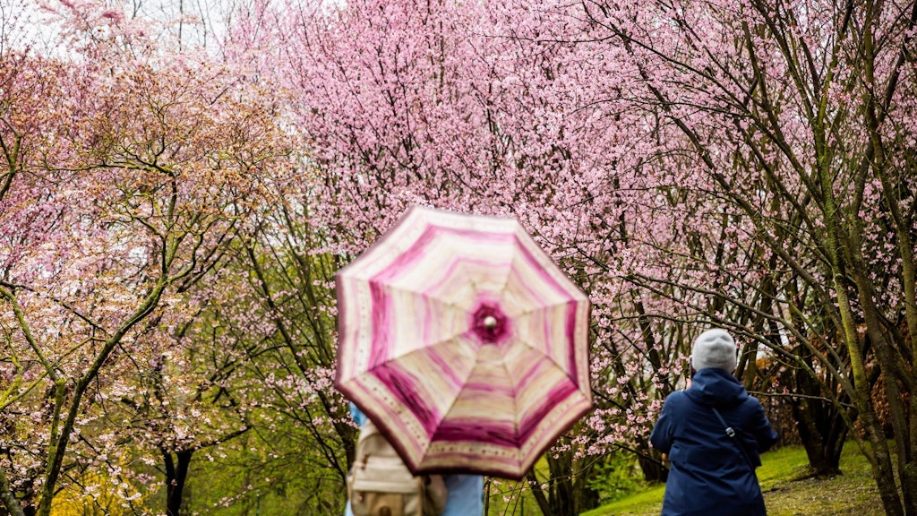 Besucher schauen sich beim Kirschblütenfest in den Gärten der Welt blühende Kirschbäume an. Der Frühling könnte aber auch in Berlin nass werden.