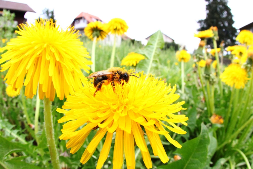 Nur Bienen können Honig machen? Einen leckeren Ersatz aus Löwenzahn, den Löwenzahnhonig, kann jeder Hobbykoch mit diesem Rezept in der eigenen Küche zubereiten.