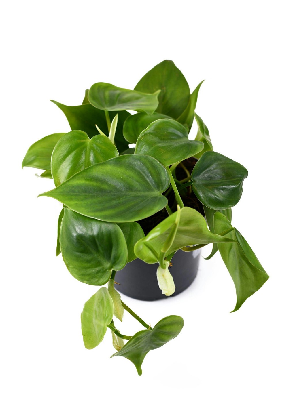 Ein Philodendron tut gute Dienste, er filtert Schadstoffe und braucht wenig Wasser.
