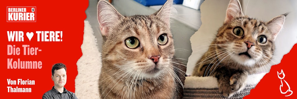 Seit zwei Jahren sitzt Mäuschen im Tierheim Berlin - und wartet noch immer auf ein neues Herrchen oder Frauchen.