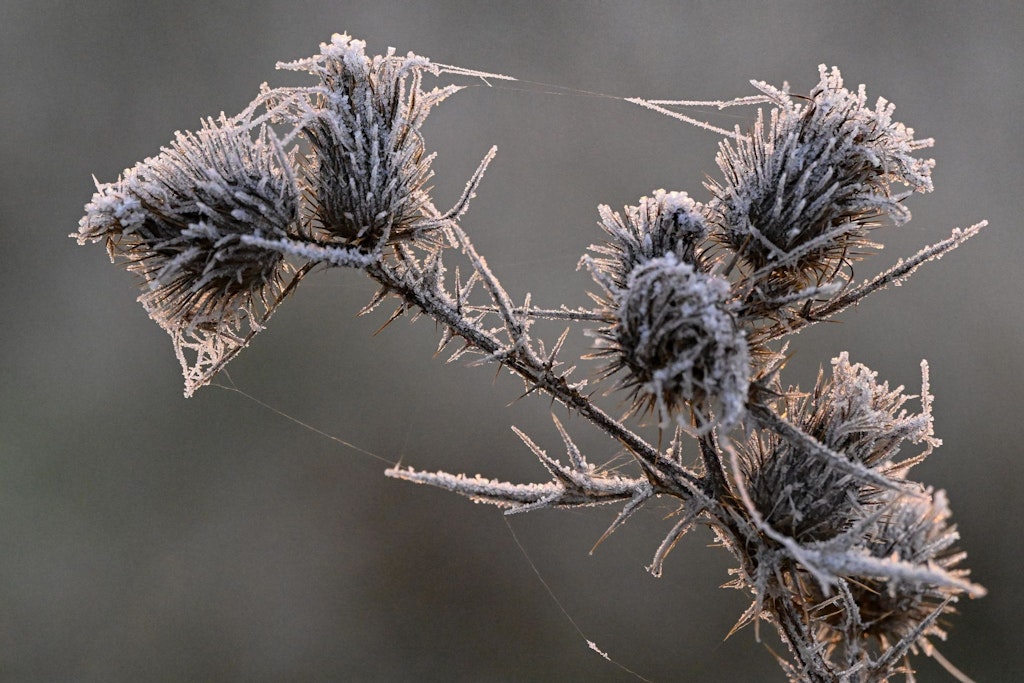 Der Nachtfrost hat Eiskristalle auf einer Pflanze entstehen lassen.