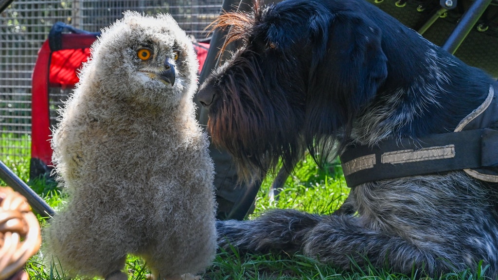 Der junge Uhu Bubi lebt in der Wildtierstation Reddern mit Hund Vero, einem Deutsch Drahthaar. 