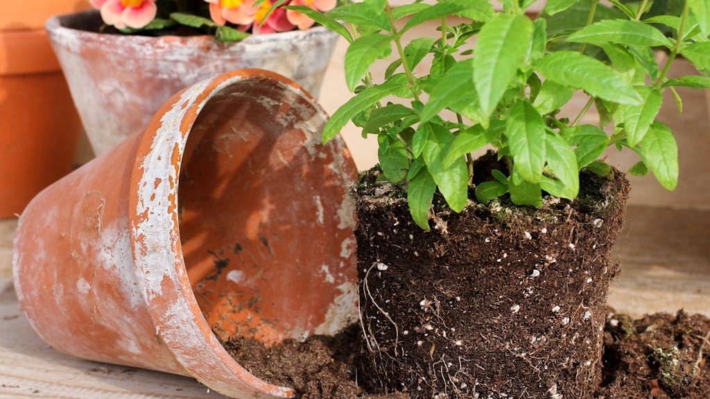 Kann man alte Blumenerde wiederverwenden? Ja, wenn die Pflanzen nicht krank waren. Wir verraten, wie das geht.