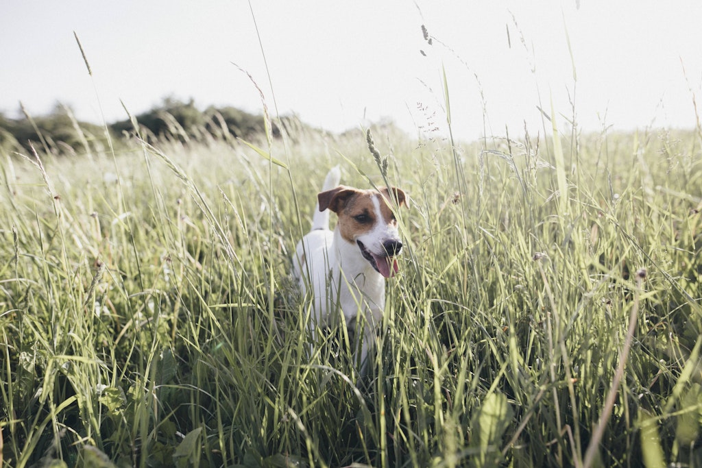 Hunde lieben hohes Gras. Aber hier lauert die Gefahr von Zecken. Es gibt verschiedene Arten, Ihren Hund vor Zecken zu schützen.