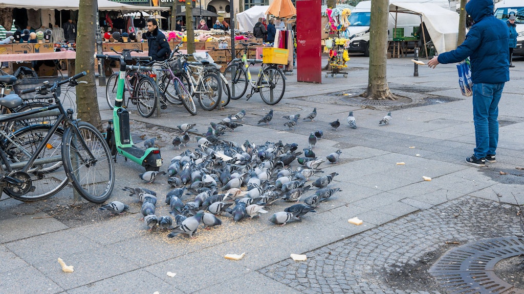 Am Hermann-Ehlers-Platz vorm Rathaus Steglitz werden die Tauben gefüttert.