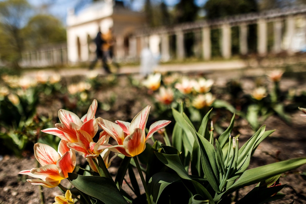 Tulpen blühen vor den Kolonnaden im Bürgerpark Pankow.