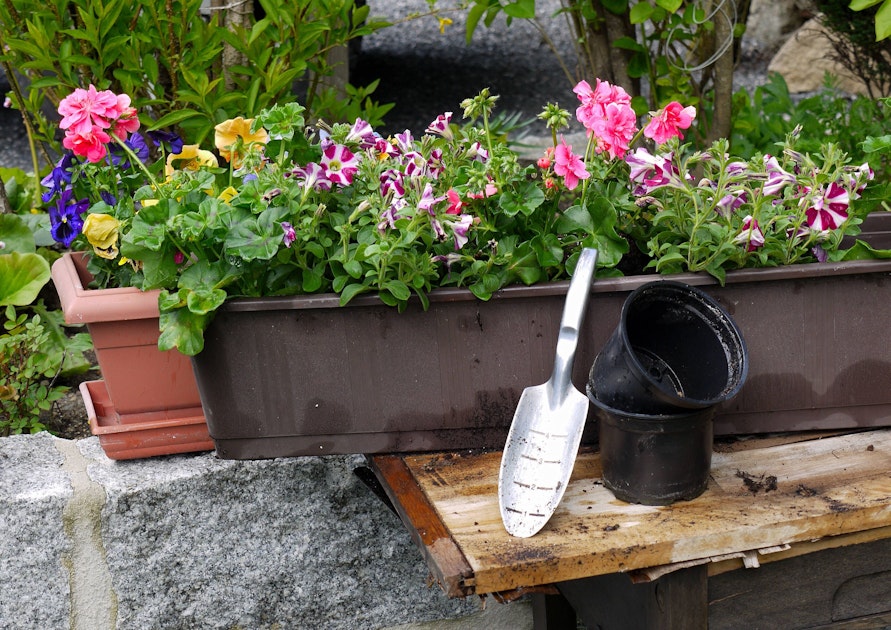 Balkonkasten neu bepflanzen Wann, wie und mit welchen Blumen?