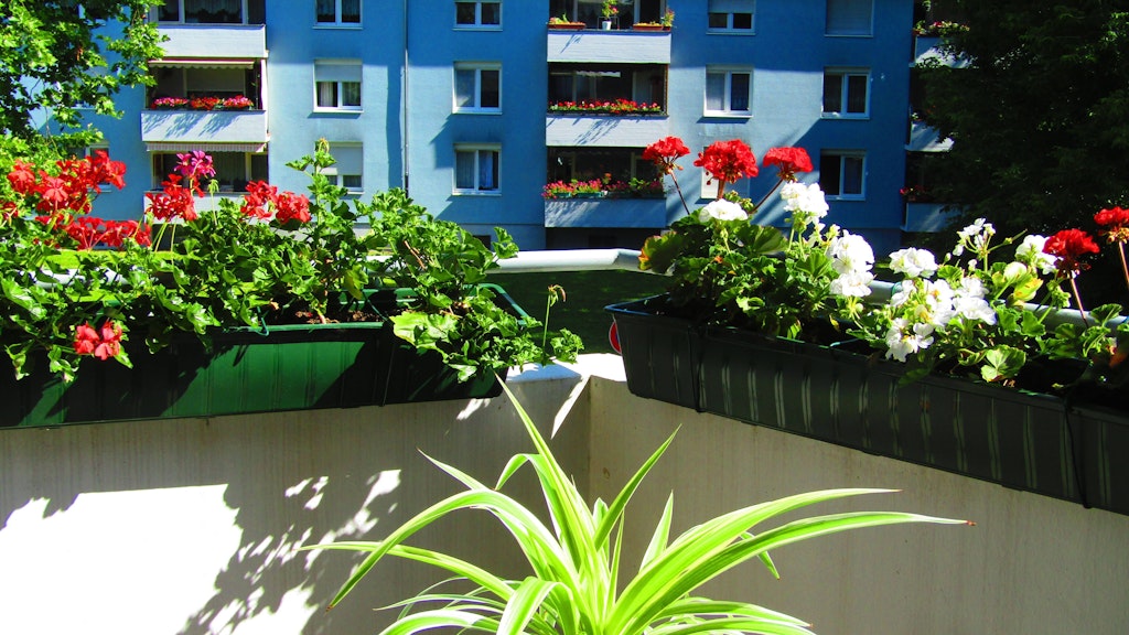 Nicht alle Blumen sind zum Bepflanzen der Balkonkästen gleichermaßen gut geeignet. Die Lage des Balkons spielt eine wichtige Rolle bei der Auswahl.