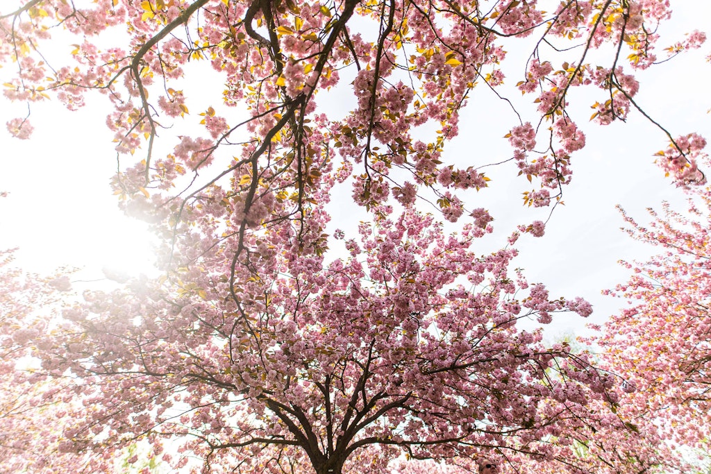 Bangen um die malerischen Kirschblüten in Teltow bei Berlin: Minustemperaturen können den empfindlichen Bäumen zusetzen.