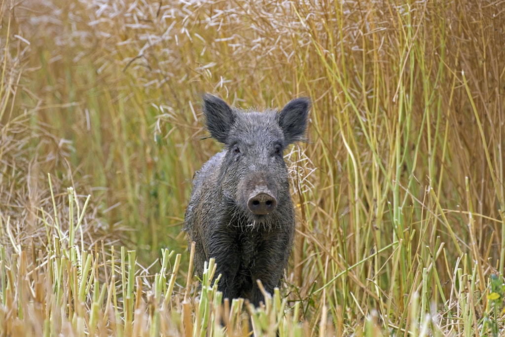 Wildschweine sind tolle Tiere, doch leider kommt es immer wieder zu Unfällen. Zwei Sarden landeten allerdings wegen eines gefrorenen Wildschweins vor Gericht.