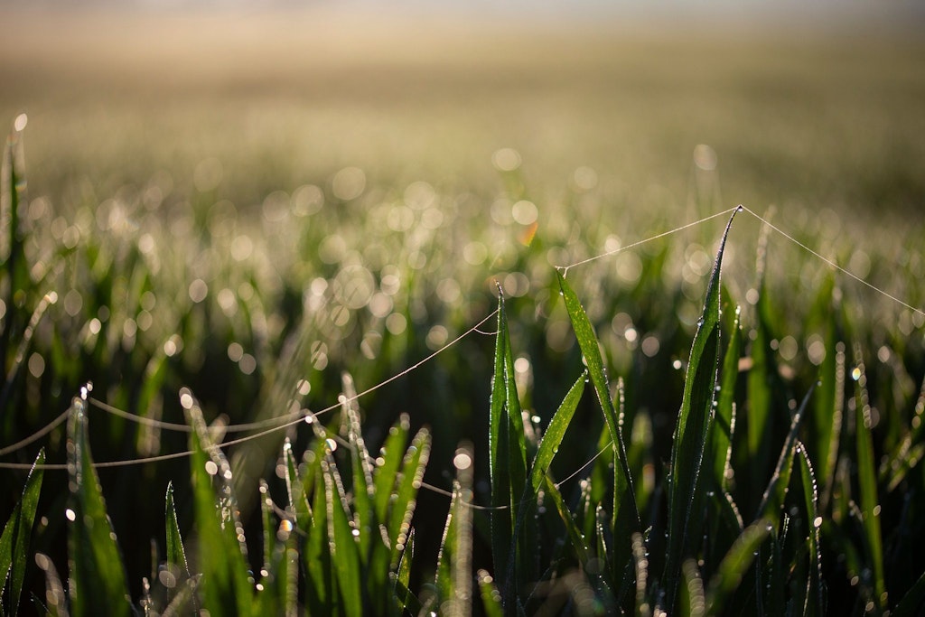 Morgentau glitzert in der Sonne an Getreidehalmen auf einem Feld.