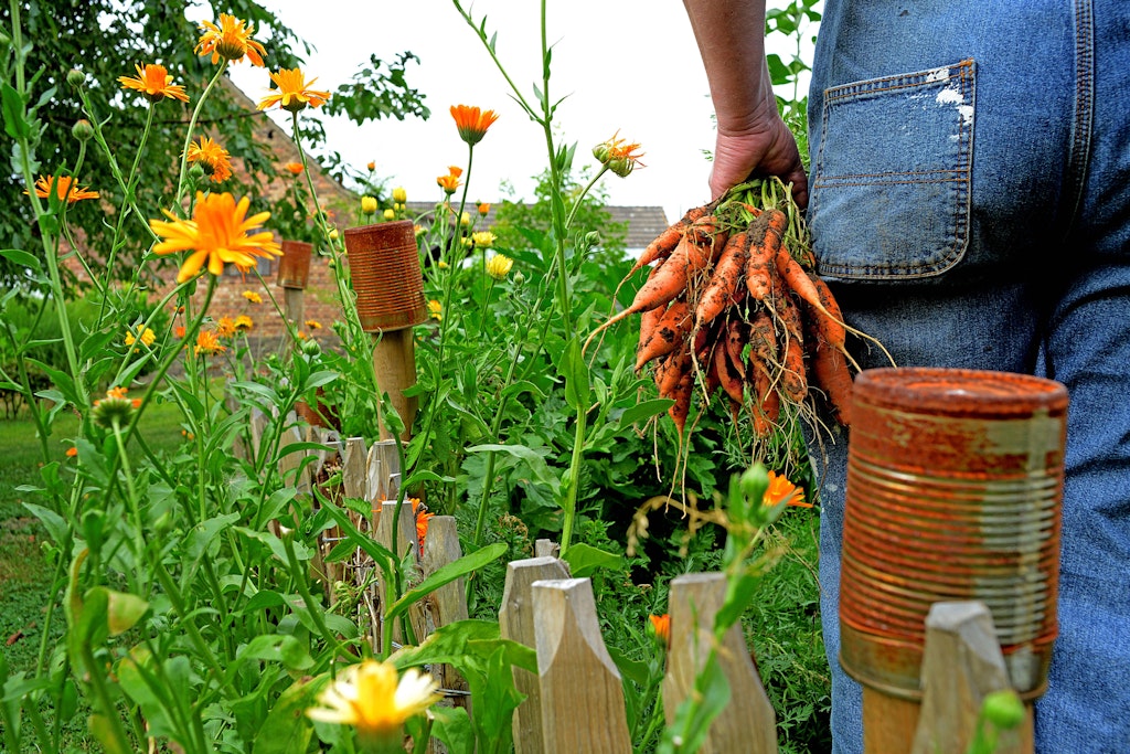 Wer Möhren im eigenen Garten anbaue möchte, kann sich mit der richtigen Pflege auf eine reiche Ernte freuen.