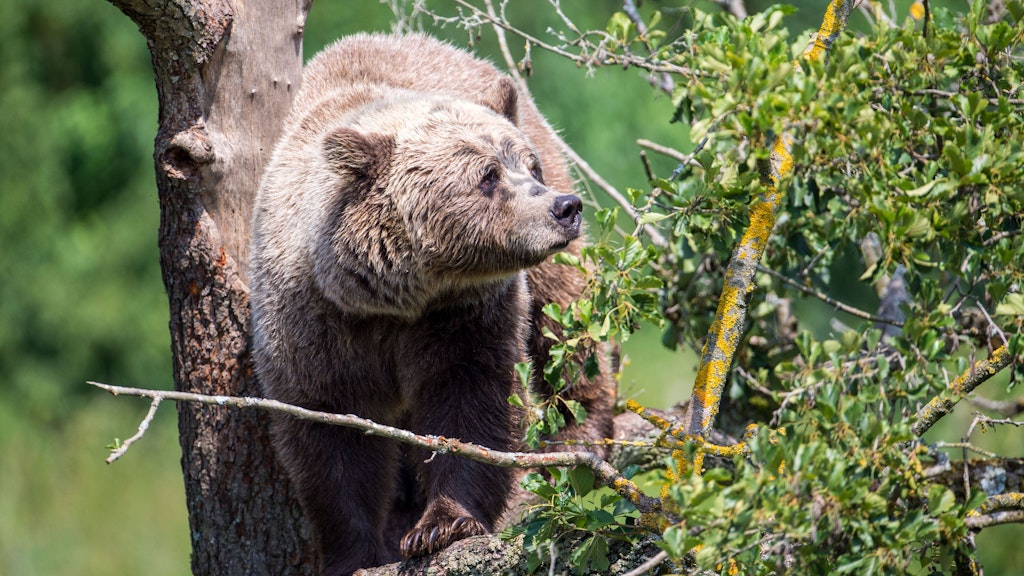 Ein Braunbär klettert im Gehege im Wildpark Poing auf einem Baum. Jetzt wurde ein wildlebender Braunbär im Landkreis Traunstein (Bayern) gesichtet.