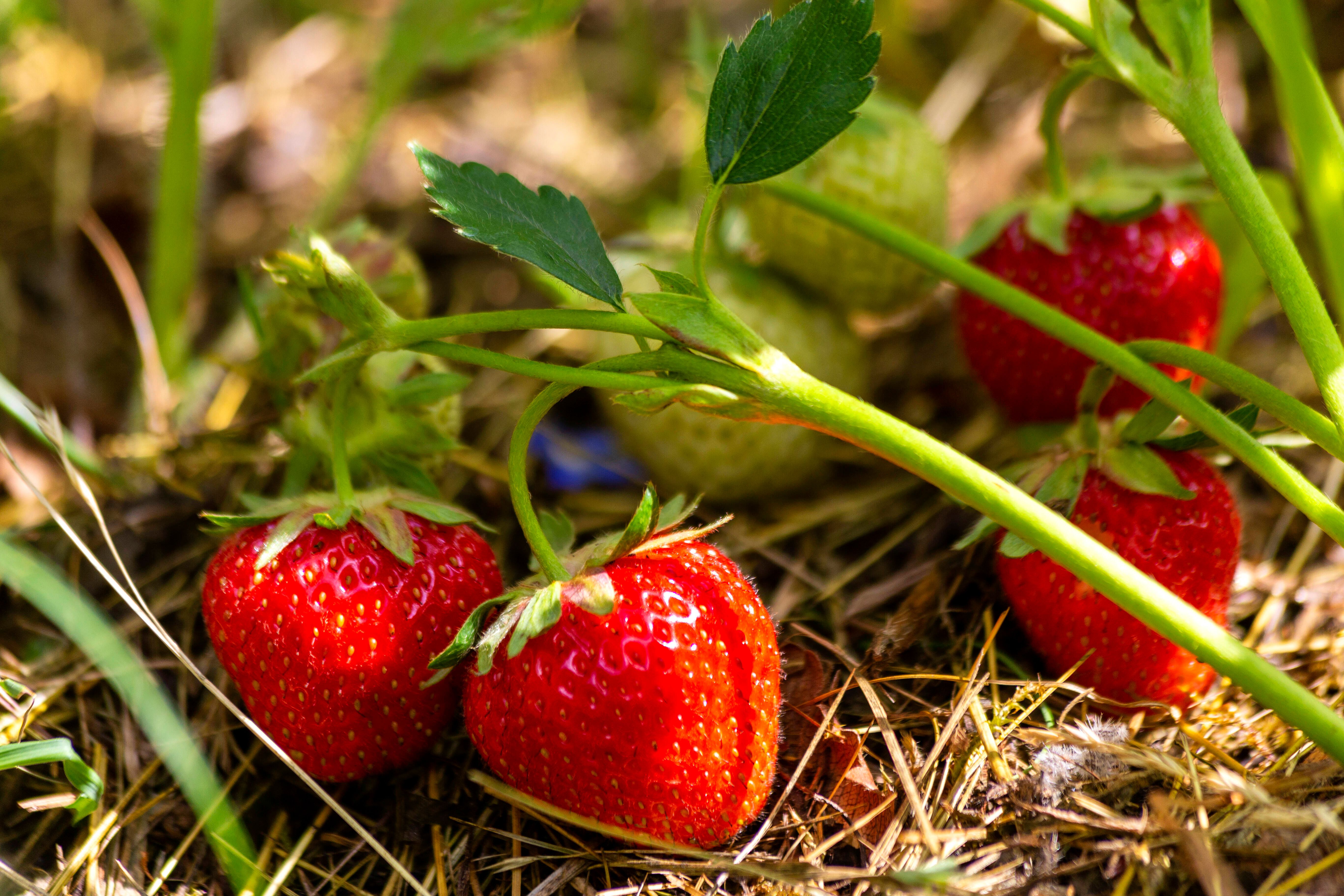 Wie Sie Jetzt Erdbeeren Im Garten Pflanzen – Und Viele Früchte Wachsen