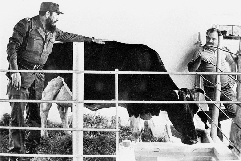 Kuh Ubre Blanca wurde 1982 zur Nationalheldin von Kuba. Hier streichelt Präsident Fidel Castro das Tier.