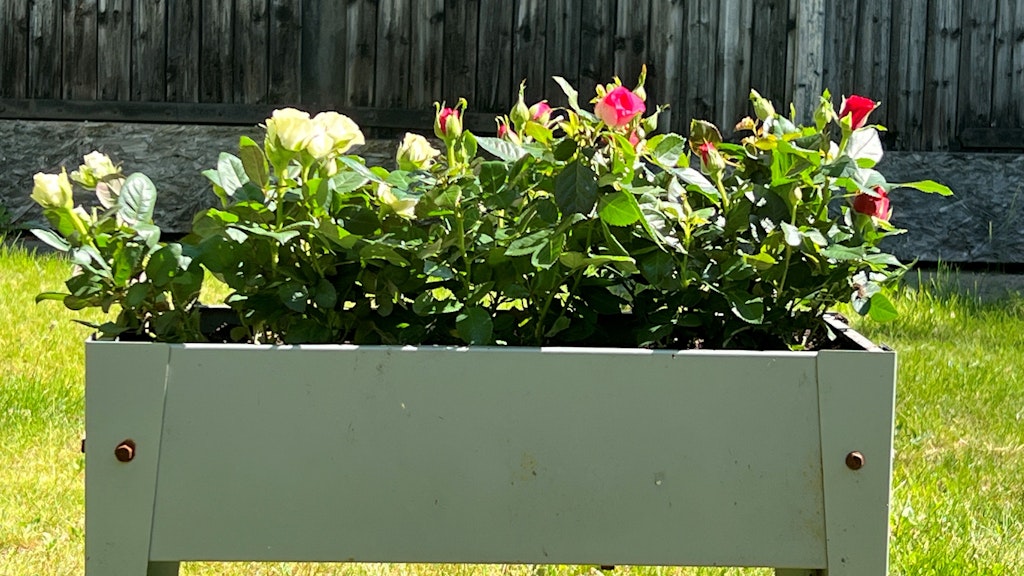 Rosen kann man auch im Hochbeet anpflanzen. Wichtig ist, dass sie genügend Sonne bekommen.