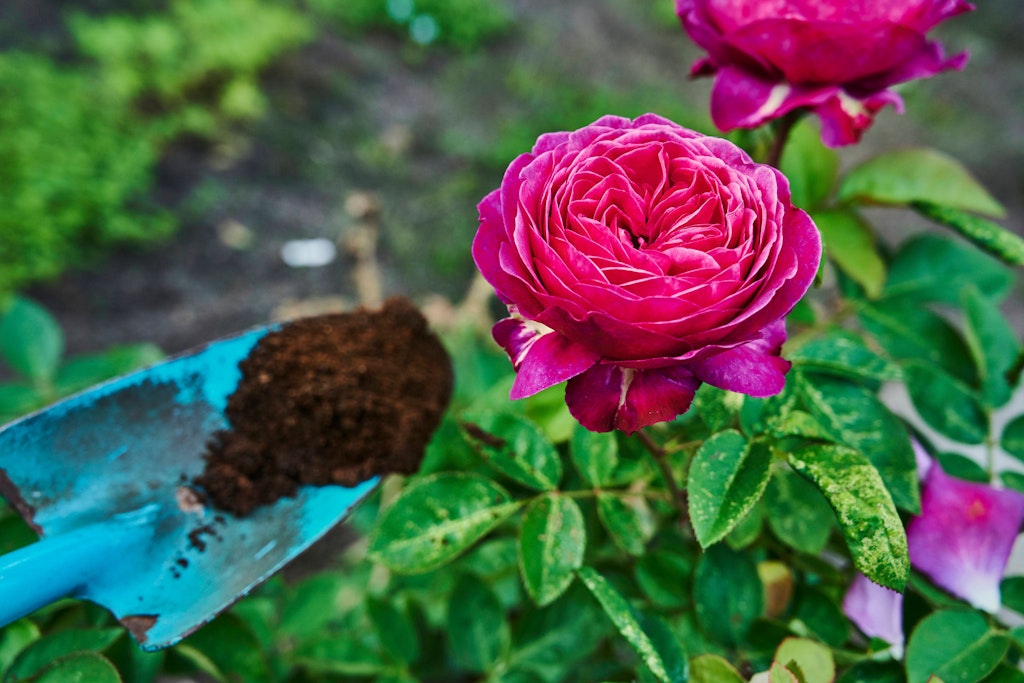 Wer Rosen pflanzen will, sollte sich über den Standort im Vorfeld genau Gedanken machen.