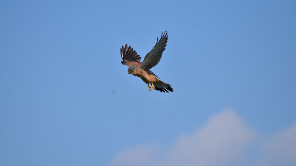 Ein Turmfalke ist am charakteristischen Rütteln in der Luft zu erkennen.